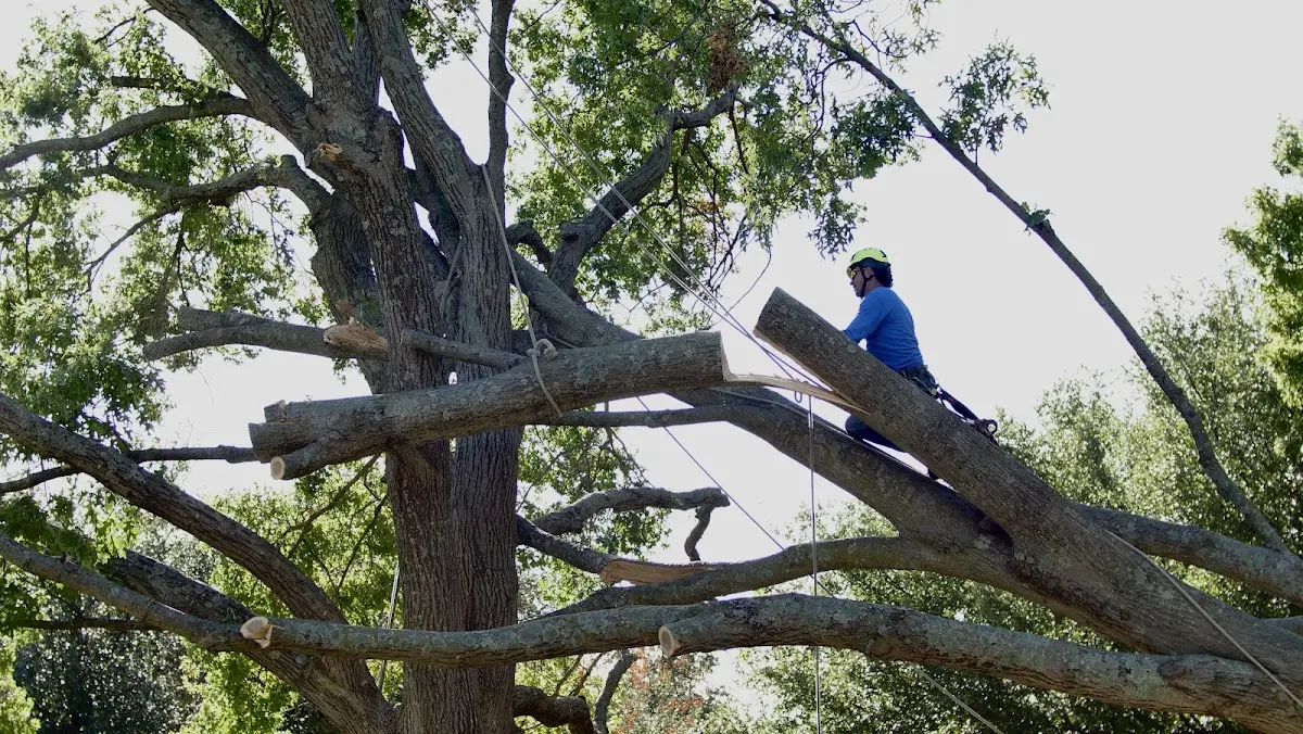 Professional Crown Thinning performed by certified arborists in Glasco