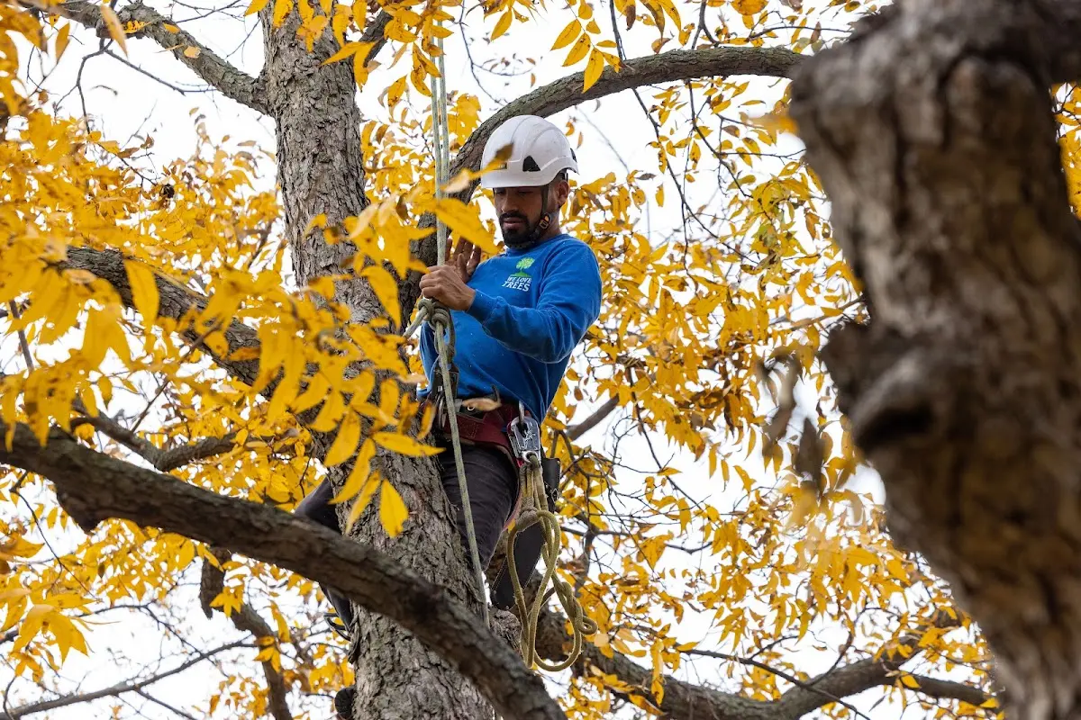 Skilled Tree Transplanting crew working in Glasco
